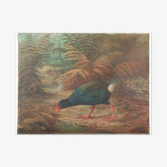 A moho takahe (Notornis mantelli) by Johannes Keulemans - thumbnail_0_nf_6846ae691483fa5b3555907c