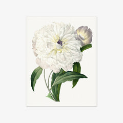 Peony from Choix des plus belles fleurs by Pierre-Joseph Redouté