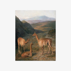 Vicunas by Jacques–Laurent Agasse