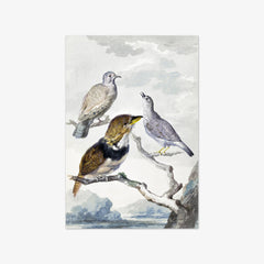Three birds, two Inca Pigeons and a collared bearded cuckoo by Aert Schouman