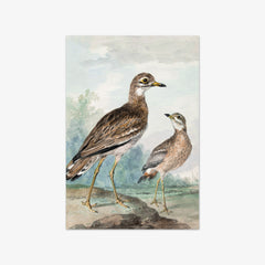Stone-curlew by Aert Schouman