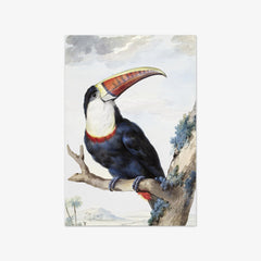 Red-billed Toucan by Aert Schouman
