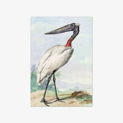 Jabiru by Aert Schouman