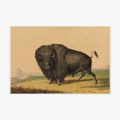 The American Buffalo by George Catlin