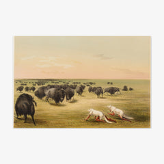 Buffalo Hunt, Under the White Wolf Skin by George Catlin