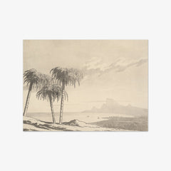 Palm by Unknown