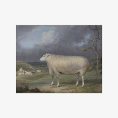 A Border Leicester Ewe by James Ward