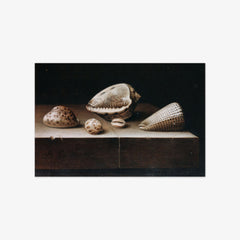 Still Life with Shells by Adriaen Coorte
