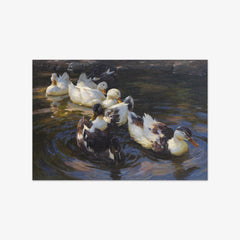 Ducks in Morning Sun by Alexander Koester