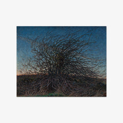 Willow by Nils Kreuger