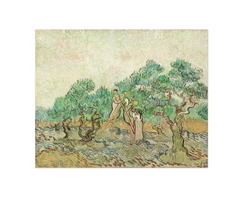 Vincent van Gogh - The Olive Orchard - Compact / Full Bleed / No Frame - Poster